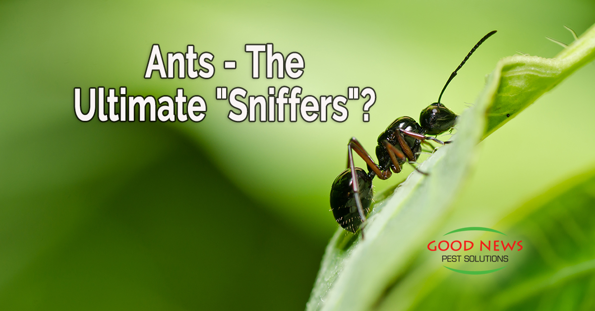Ants - The Ultimate "Sniffers"?