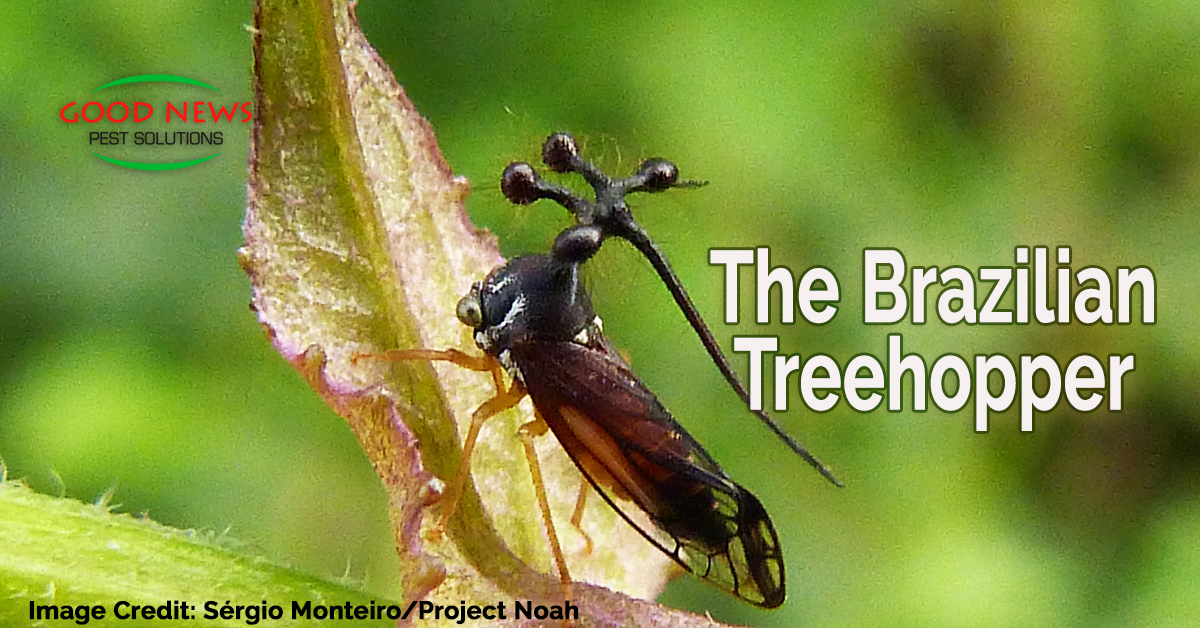 The Brazilian Treehopper