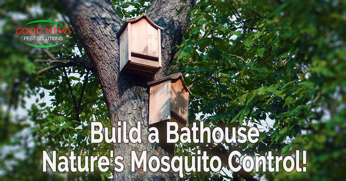 Build a Bathouse  - Nature's Mosquito Control!