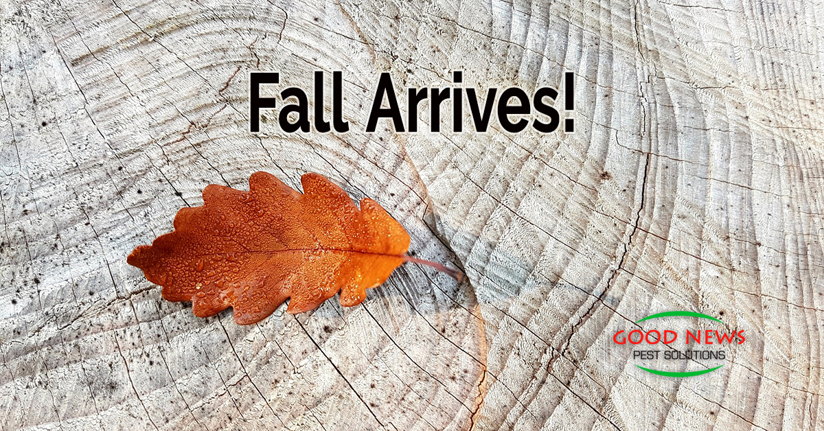 Fall Arrives!