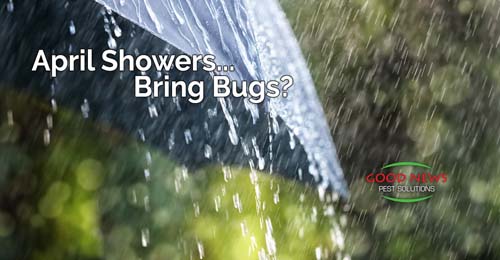 April Showers... Bring Bugs?