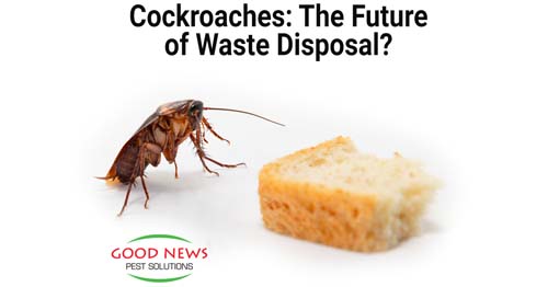 Cockroaches: The Next Garbage Men?