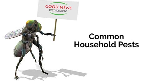 Common House Pests: The Cockroach, The Housefly, and The Spider!