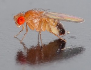 How to Get Rid of Fruit Flies: Removing the Source!