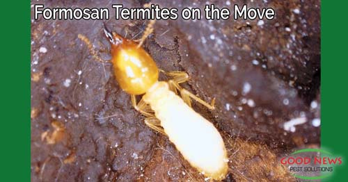 Formosan Termites on the Move