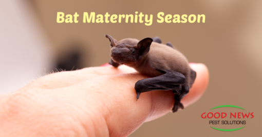 Bat Maternity Season Is Coming!