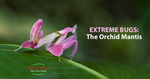 Extreme Bugs: The Orchid Mantis