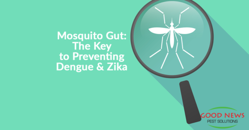 Mosquito's Gut: Key to Preventing Dengue and Zika!