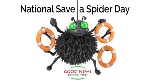 National Save a Spider Day