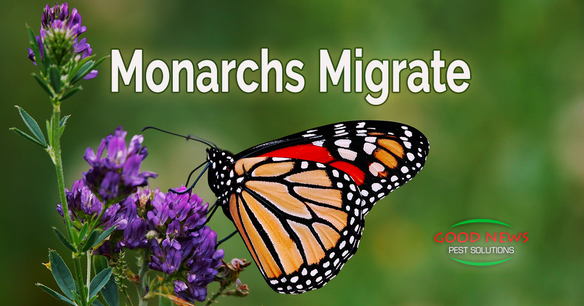 Monarchs Migrate