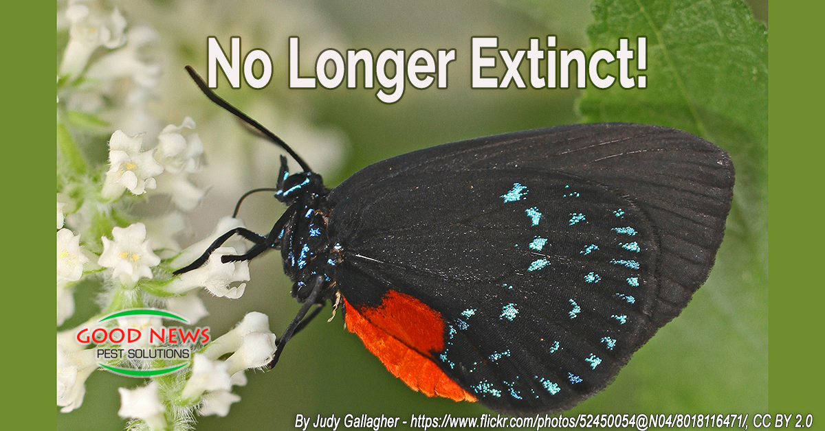 No Longer Extinct!