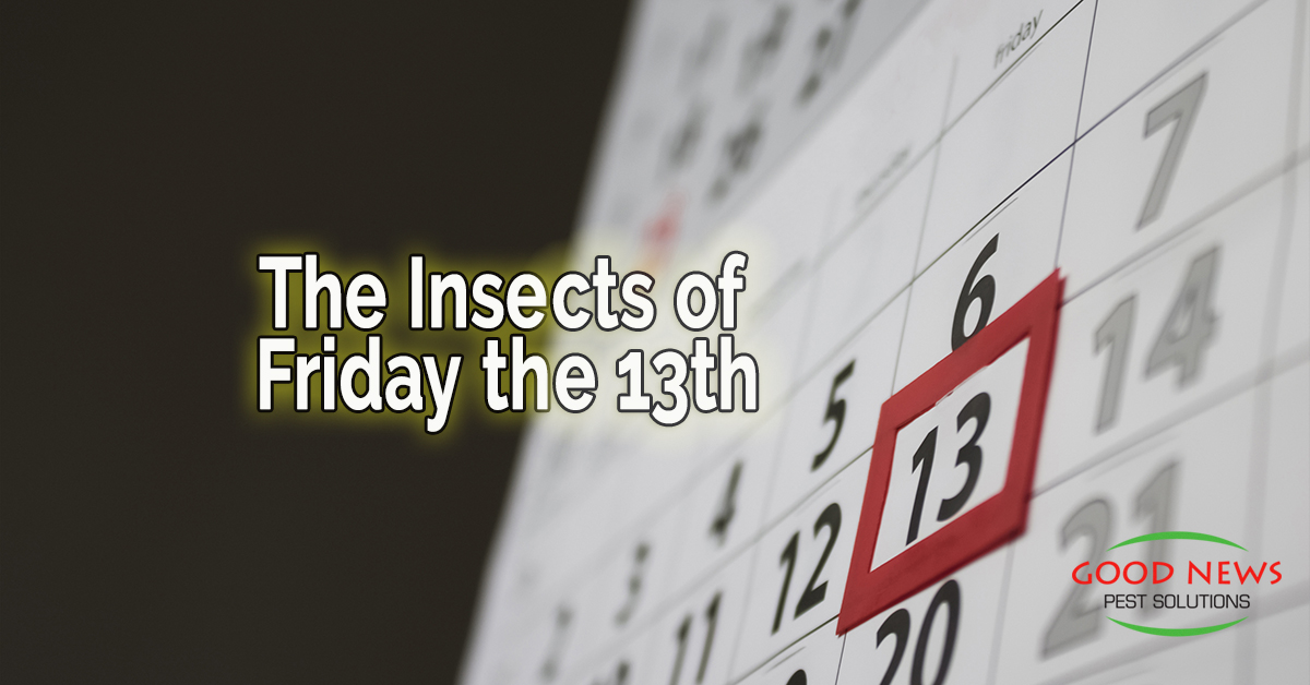 The Insects of Friday the 13th