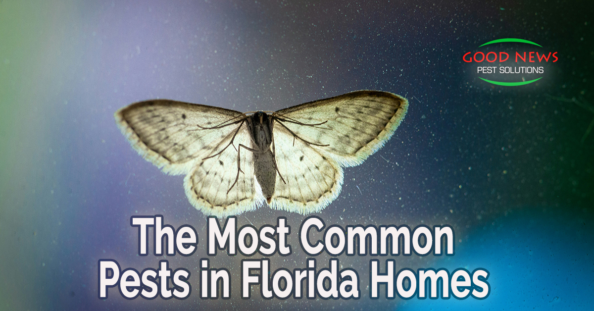 The Most Common Pests in Florida Homes  - Part 3