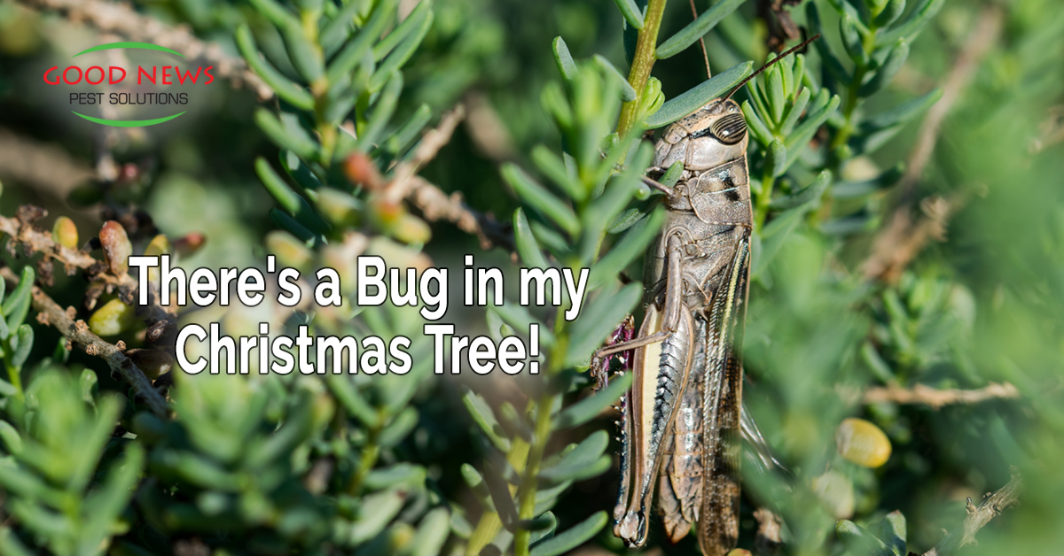 There's a Bug in my Christmas Tree!