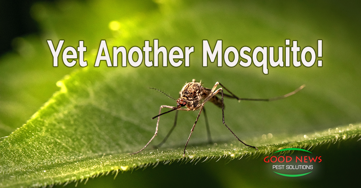Yet Another Mosquito!