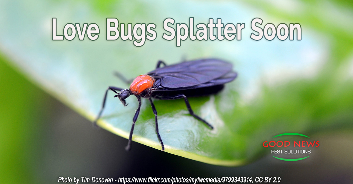 Love Bugs Splatter Soon